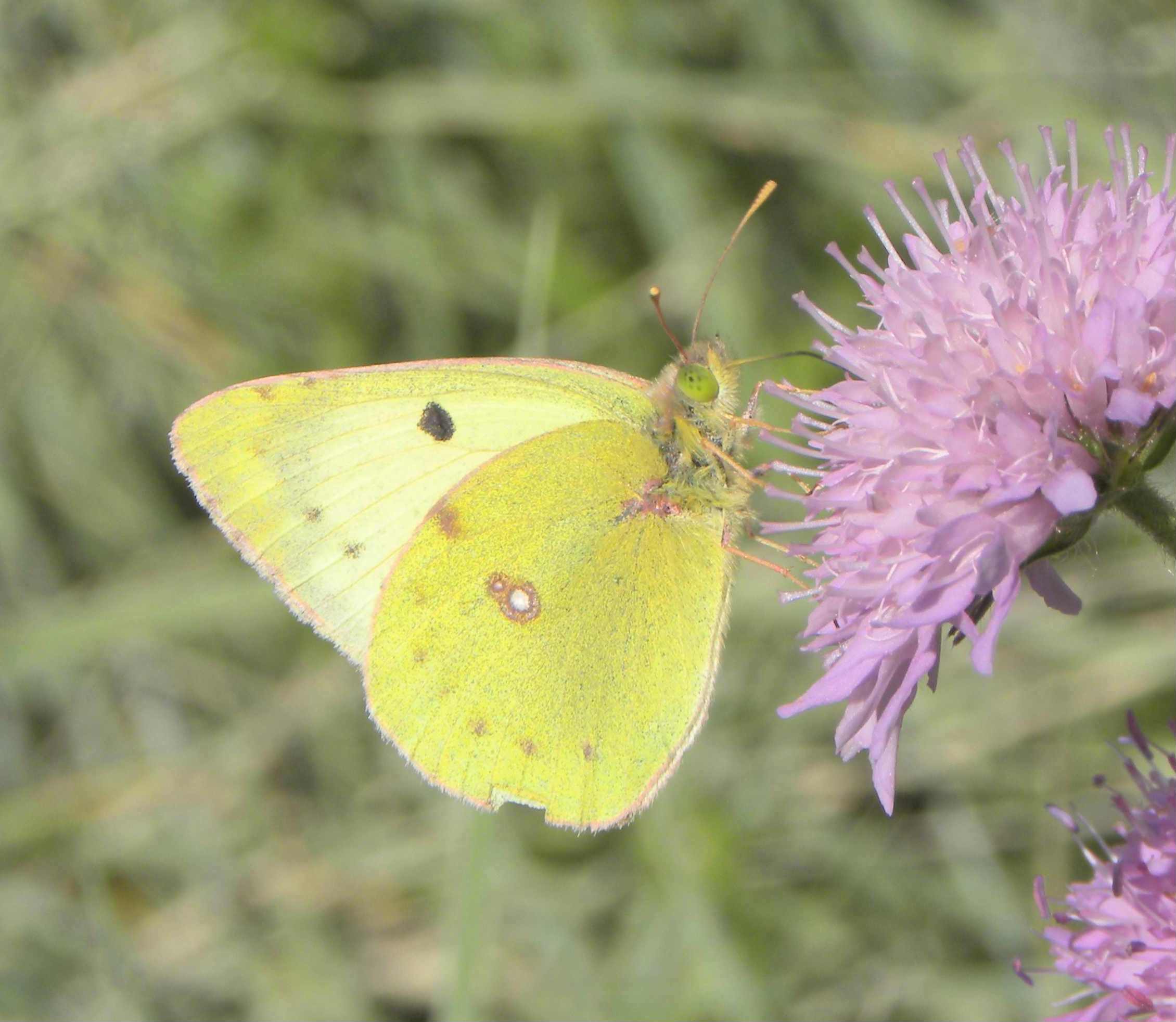 Colias sp.